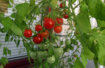 tomaattien kasvatusta parvekkeella