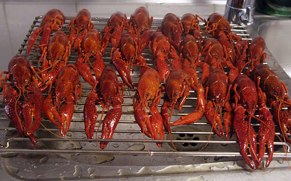 Ravujen keittäminen, valuta ravut